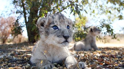 Deux petits lionceaux, Victor et Isabel, sont nés à Pretoria, en Afrique du sud, le 14 septembre 2018, après une insémination artificielle. (PHILL MAGAKOE / AFP)