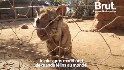 VIDEO. En Afrique du Sud, des milliers de lions et tigres en captivité (BRUT)