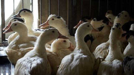 Des canards dans un élevage des Landes, le 13 janvier 2021. (ALAIN PITTON / NURPHOTO)