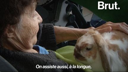 La médiation animale a des vertus à la fois psychiques et physiques pour les personnes âgées.