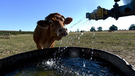 Une vache de race Limousine devant un abreuvoir à Vivoin (Sarthe), le 5 août 2020, au cours d'un épisode caniculaire. (JEAN-FRANCOIS MONIER / AFP)