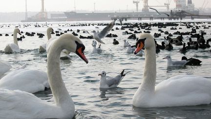 Le port d'Ilyichevsk (Ukraine) apr&egrave;s le passage d'un bateau brise-glace, le 3 f&eacute;vrier 2012. (AFP)