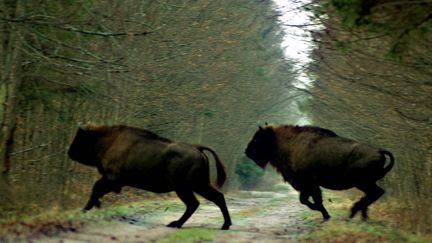 La réserve de bison de Bialowieza en Pologne. (MAXPPP)