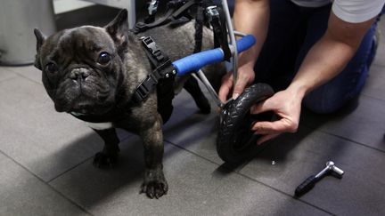 Un ing&eacute;nieur installe un syst&egrave;me de roues &agrave; un bulldog fran&ccedil;ais dont les pattes arri&egrave;re sont paralys&eacute;es, le 9 novembre 2012, &agrave; Witten, (Allemagne). (INA FASSBENDER / REUTERS)