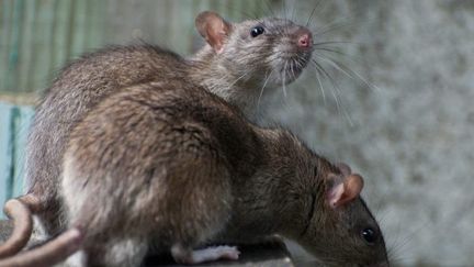 La "maladie des rats" touche 600 personnes en moyenne en France, chaque année. (Fotolia)