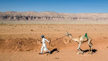 Si les entraîneurs et les vétérinaires ont continué d’être payés sans que les chameaux ne génèrent de profits, l’interruption des courses a cependant fait perdre de l’argent aux propriétaires de chameaux, souligne le cheikh. Certains ont perdu entre 10 et 15 millions de livres égyptiennes (entre 525 000 et 790 000 euros) ces six derniers mois.&nbsp; &nbsp; &nbsp; (KHALED DESOUKI / AFP)