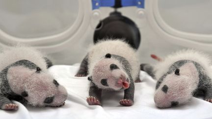 Des tripl&eacute;s pandas dans leur incubateur &agrave; Guangzhou (Chine), le 17 ao&ucirc;t 2014. (REUTERS)