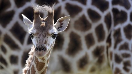 Deux girafes sont mortes &agrave; cause du stress au zoo polonais de Lodz. (NIGEL TREBLIN / DDP)