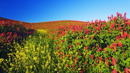 Champ de sainfoin au printemps. (GETTY IMAGES)