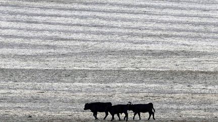 Des bovins dans une prairie, à Willard, dans le Kansas (centre des Etats-Unis), le 4 décembre 2014.&nbsp; (ORLIN WAGNER/AP/SIPA / AP)