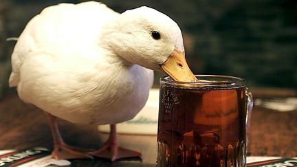 Ce canard, habitué d'un certain pub londonien, ne dédaigne pas une bonne bière. Dans la nature aussi, il arrive que des animaux consomment des fruits fermentés. (Photo d'illustration). (MAXPPP)