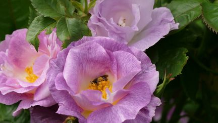 'Pacific Dream' fait partie des rosiers "bleus". C'est un rosier buisson, bien touffu, qui mesure 80 cm de haut.&nbsp; (ISABELLE MORAND / RADIO FRANCE / FRANCE INFO)