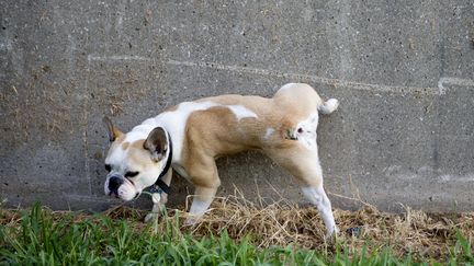 Des chercheurs ont observ&eacute; que les chiens se placent sur un axe nord-sud pour uriner, selon une &eacute;tude publi&eacute;e en d&eacute;cembre 2013. (SEAN MURPHY / GETTY IMAGES)