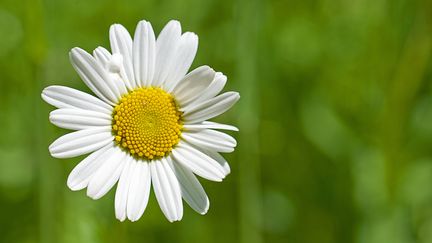 Une p&acirc;querette (photo d'illustration). (FRÉDÉRIC DIDILLON / BIOSPHOTO / AFP)