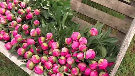 Pivoine : la fleur élégante mais éphémère du printemps