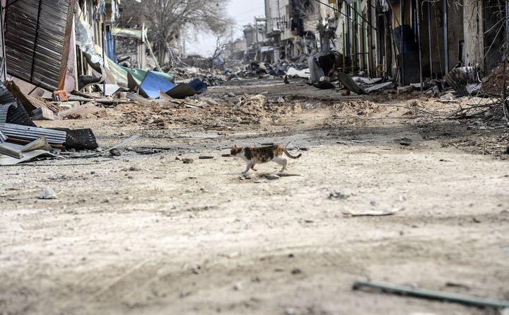 Un chat erre dans les rues de Kobani (Syrie), le 28 janvier 2015. (BULENT KILIC / AFP)