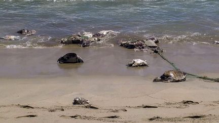 Une photo de tortues mortes diffusée par la protection civile de l'Etat d'Oaxaca (Mexique), le 29 août 2018. (OAXACA CIVIL PROTECTION OFFICE / AFP)