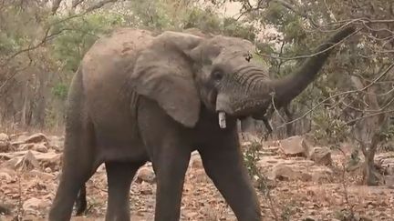 Un éléphant dans le parc W, au Niger. (FRANCE 2)