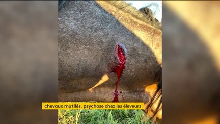 Une photo d'un cheval mutilé (FRANCEINFO)