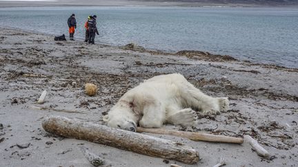 L'ours poliaire abattu après avoir attaqué un homme dans l'Arctique, le 28 juillet 2018. (GUSTAV BUSCH ARNTSEN / NTB SCANPIX / AFP)