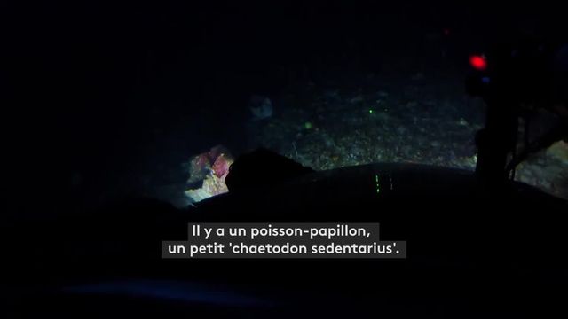 un mystérieux  récif de corail au large du Brésil