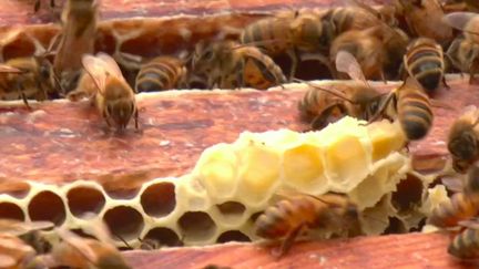 Biodiversité : les abeilles ont aussi leur transhumance