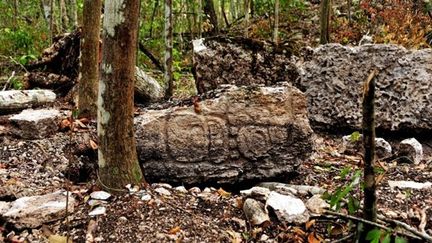 La cité maya découverte dans l'Etat de Campeche (Mexique), était restée cachée dans la forêt pendant des siècles 
 (ESPECIAL / NOTIMEX)