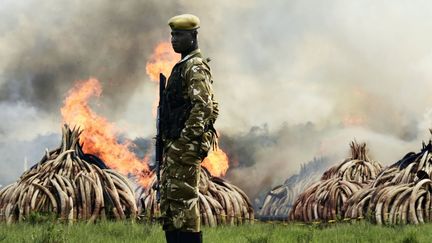 Pour lutter contre le trafic d'ivoire, le Kenya a brûlé des tonnes d'or blanc. (CARL DE SOUZA / AFP)