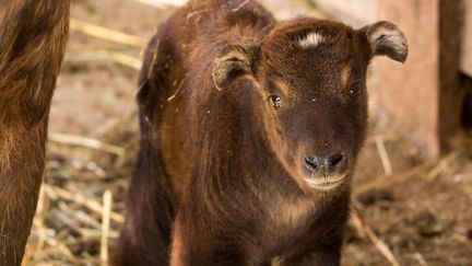 Un bébé takin est né au Parc animalier d'Auvergne. (RIVIERE ROMAIN / PARC ANIMALIER D'AUVERGNE)