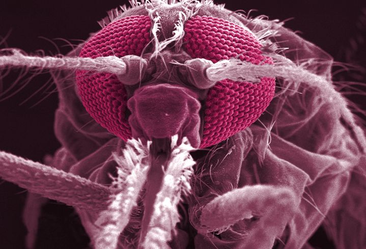 Avant de la tête d'un&nbsp;moustique anophèle gambiae vue au microscope et grossi 114 fois. Ce moustique est le vecteur du parasite plasmodium, qui donne le paludisme, appelé aussi malaria.&nbsp; (CDC / PHANIE / AFP)