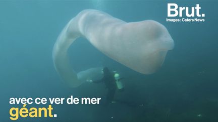 Un ver de mer géant ? C’est en tout cas ce à quoi ressemble cet étrange spécimen découvert au large des côtes de Nouvelle-Zélande.