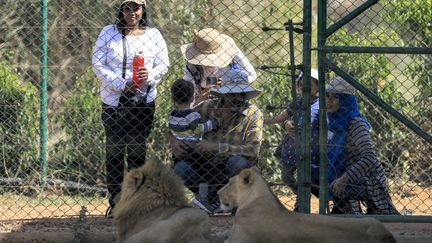 Pour couvrir une partie des dépenses de la réserve, certains assurent chaque week-end end une visite à des familles et des groupes scolaires. L’entrée coûte entre deux et quatre euros. &nbsp;&nbsp; (ASHRAF SHAZLY / AFP)