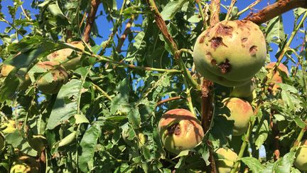 Les arbres fruitiers d'un l'arboriculteur&nbsp;de Chagnon (Loire) ont été durement touchés par la grêle lors les orages&nbsp;au début du mois&nbsp;d'août 2019. (GUILLEMETTE FRANQUET / FRANCE-BLEU SAINT ETIENNE LOIRE)