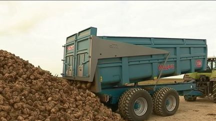 Agriculture : les sucriers avancent la récolte des betteraves par crainte d’une pénurie de gaz