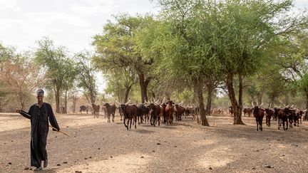 Mais depuis quelques décennies, la population des villages de Dinder et des zones attenantes a explosé, entraînant une demande croissante de terres dédiées aux cultures. Les éleveurs qui ont vu leurs pâturages traditionnels se transformer en champs se sont rabattus alors sur le parc.&nbsp; &nbsp;&nbsp; (ABDULMONAM EASSA / AFP)