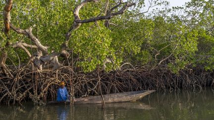 La géographie de la Casamance en fait une région très isolée, qui permet la culture de la drogue à l'abri des regards de la police. (GUY CHRISTIAN / HEMIS.FR / HEMIS.FR)