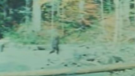 L'humanoïde "Bigfoot" marche vers une forêt californienne. (CAPTURE D'ÉCRAN YOUTUBE)