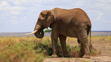 Un éléphant au Amboseli National Park au Kenya, le 2 novembre 2016.&nbsp; (THOMAS MUKOYA / REUTERS)