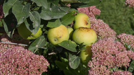 Les arbres fruitiers peuvent être sujets à de nombreuses maladies parmi lesquelles la moniliose, la cloque du pêcher et la tavelure.&nbsp; (ISABELLE MORAND / RADIO FRANCE)