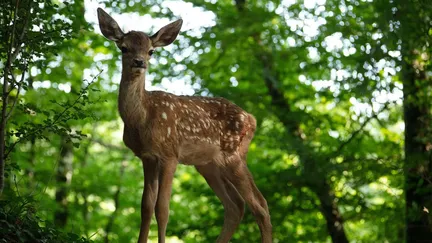 Le faon du nouveau film "Bambi, L’histoire d’une vie dans les bois". (ERIC TRAVERS)