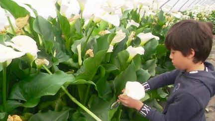 Fêtes des mères : cueillir soi-même son bouquet de fleurs