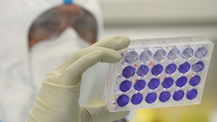 L'ingénieur-virologue français Thomas Mollet examine 24 cellules monocouches adhérentes de plaques de puits infectées par&nbsp;le coronavirus au laboratoire P23 du siège du groupe Valneva SE à Saint-Herblain, le 30 juillet 2020 (illustration). (JEAN-FRANCOIS MONIER / AFP)