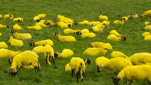 &nbsp; (Des moutons peints en jaune pour accueillir le Tour © RF/BS)