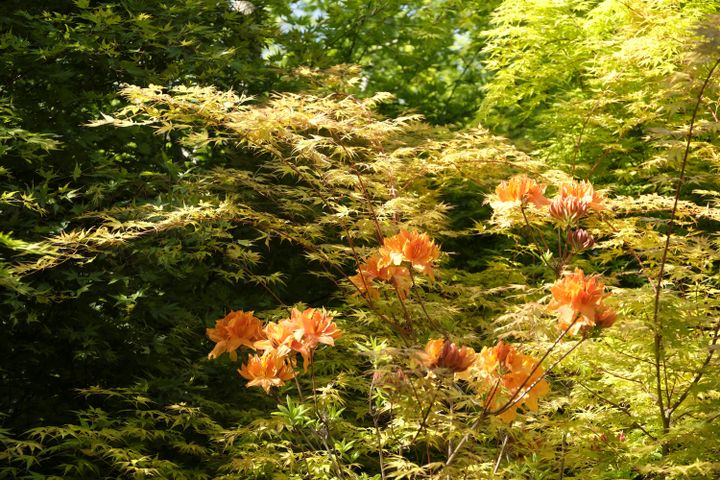 Érable du Japon et rhododendron&nbsp;poussent dans un sol acide. À la plantation, on peut mélanger de la terre dite de bruyère, qu'on trouve dans le commerce, à la terre du jardin.&nbsp; (ISABELLE MORAND / DIDIER HIRSCH / RADIO FRANCE / FRANCE INFO)