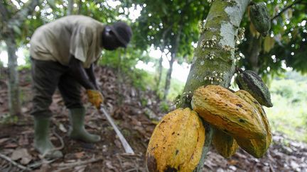 Un agriculteur&nbsp;sous les cacaoyers, en Côte-d'Ivoire, en 2015. (LEGNAN KOULA / MAXPPP)