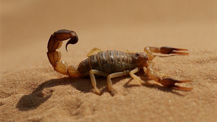 Un&nbsp;Androctonus, dans le&nbsp;Sahara. (FRANS LEMMENS / CORBIS UNRELEASED)