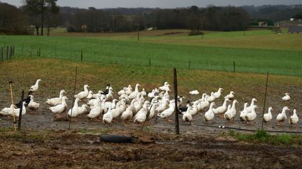 Des canards d'un élevage, le 29 décembre 2020 à Mugron (Landes). (GAIZKA IROZ / AFP)