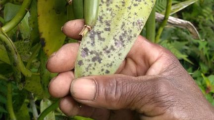 à la réputation de qualité supérieure de la production de Sava. La vanilline, le composé organique qui donne à l’épice son goût sucré caractéristique, a chuté de 1,8% à 1%, a déclaré le responsable du ministère du Commerce, Josielle Rafidy. Du coup, certains acheteurs étrangers n’ont pas hésité à renvoyer leur produit.
 (Clarel Faniry Rasoanaivo / Reuters)