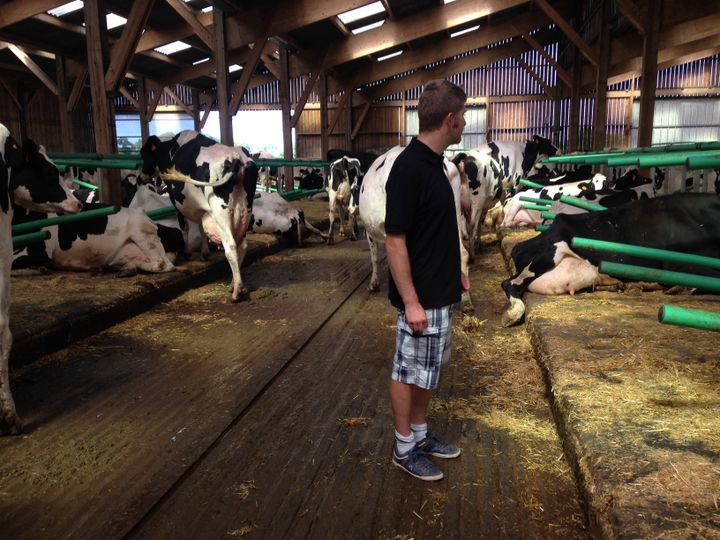 Christophe au milieu de ses vaches laitières, à Betton (Ille-et-Vilaine), le 30 août 2016. (ELISE LAMBERT / FRANCE INFO)