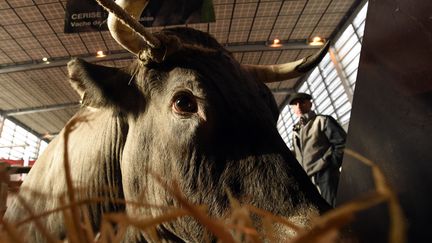 Agriculture : la bazadaise, une race bovine remise au goût du jour